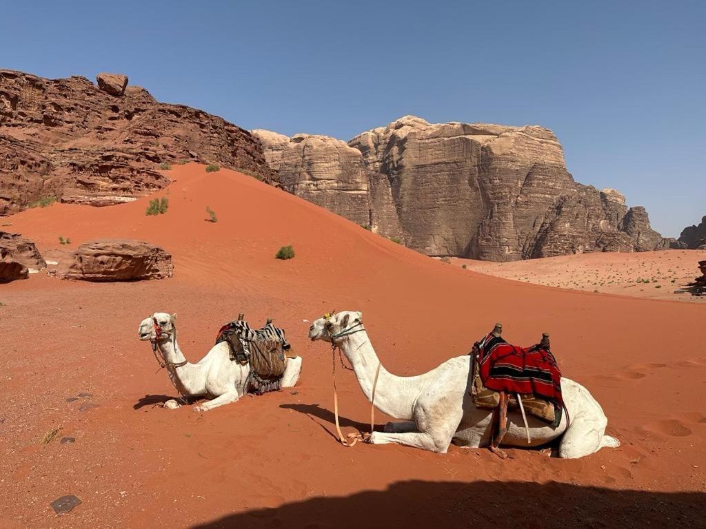 Bedouin Holidays Camp And Jeep Tours Вади-Рам Экстерьер фото